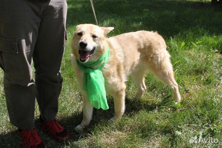 Красивый пёс ищет любящую семью