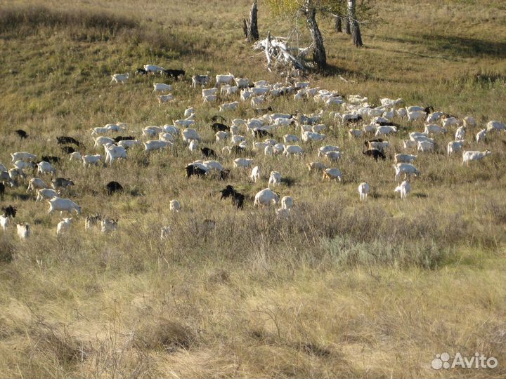 Дойные козы, некози, козлята