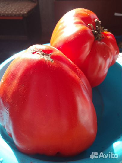 Рассада помидор, семена