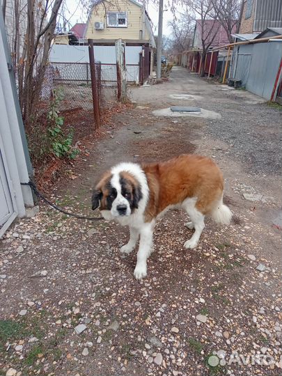 Вязка собак сербернар