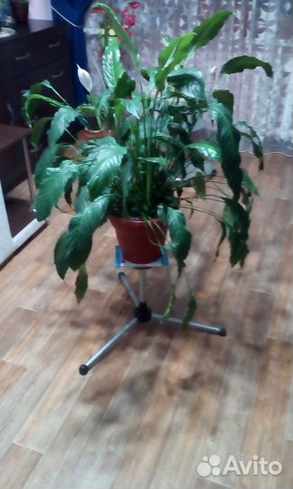 Тренога от мощной музколонки