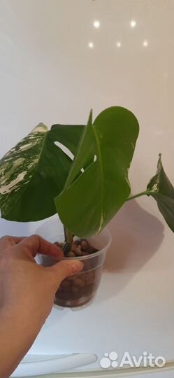 Монстера Альба