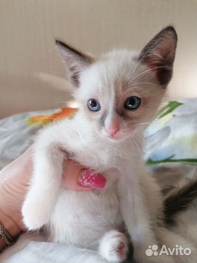 Балинезийская кошка