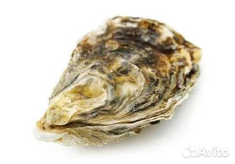 Приморские устрицы, шт