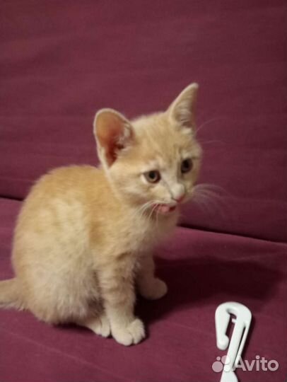 Котенок девочка в добрые руки