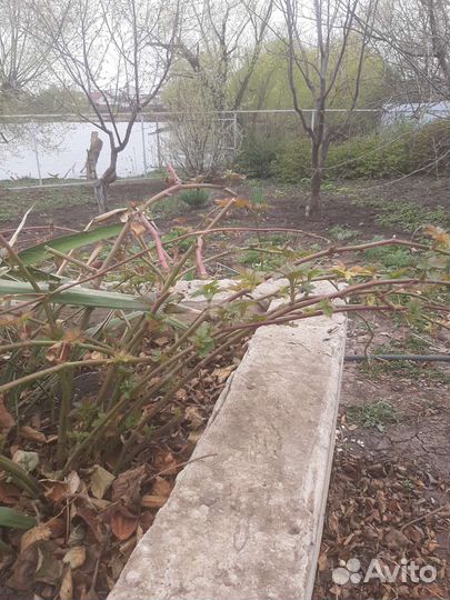 Саженцы ежевики