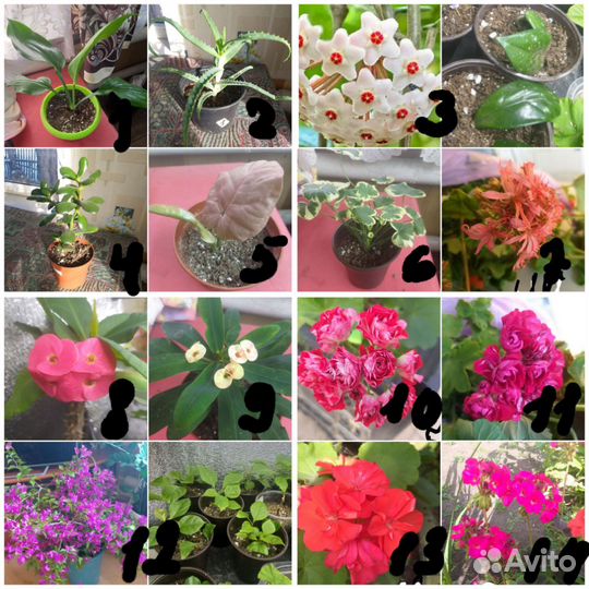 Домашние цветы