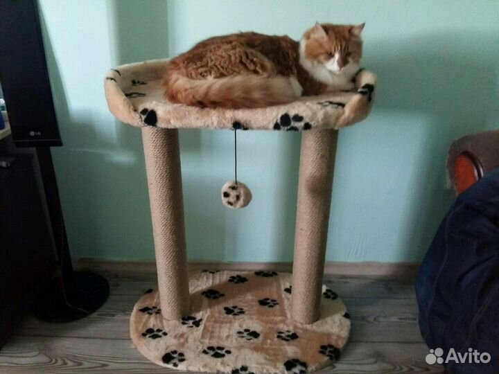 Когтеточка 