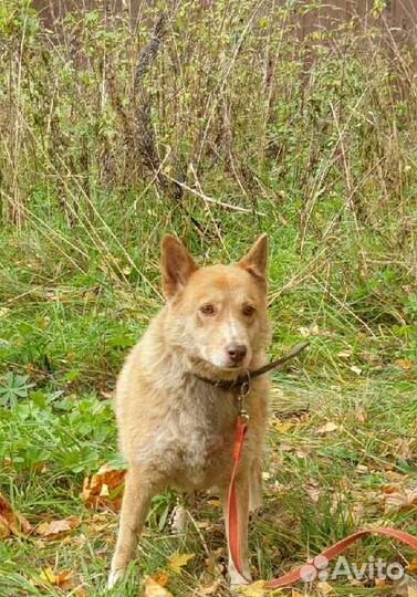 Рыжее солнышко