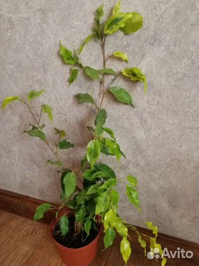 Фикус Бенджамина Голден Моник