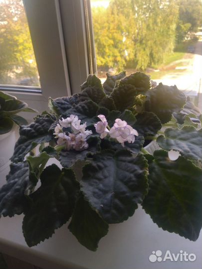 Женское счастье