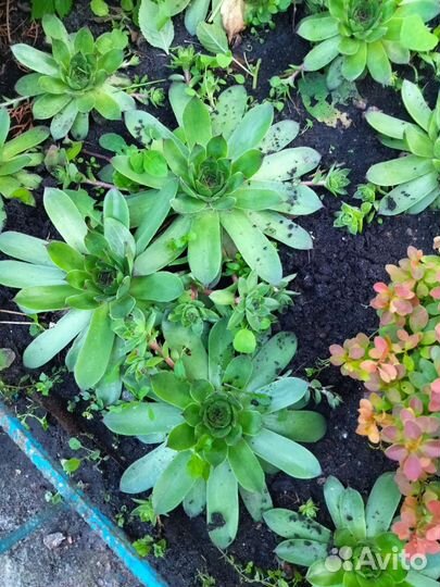 Суккуленты