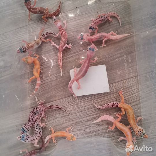 Геккон эублефар