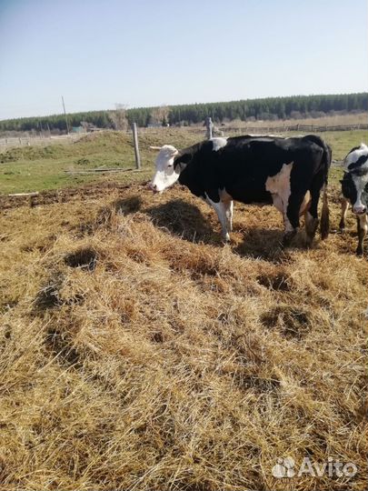 Коровы дойные с телятами