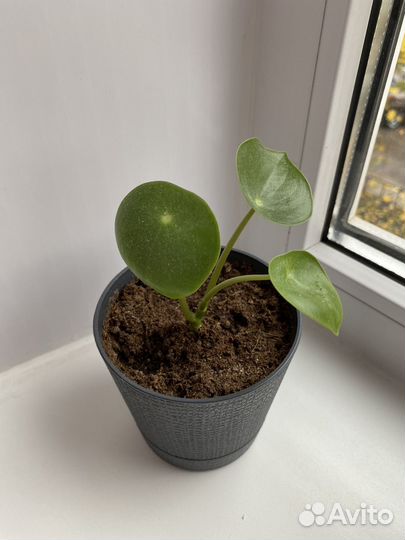 Комнатное растение пилея