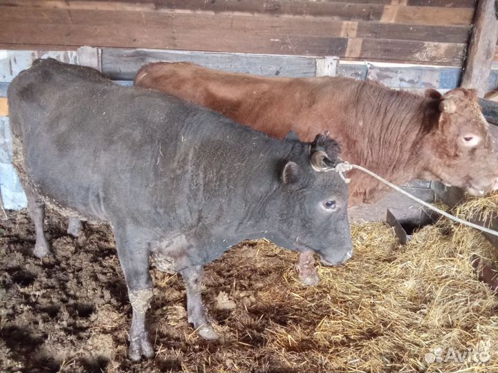Продам быков