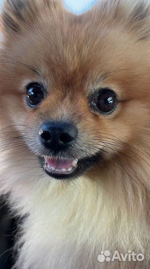 Померанский шпиц Вязка