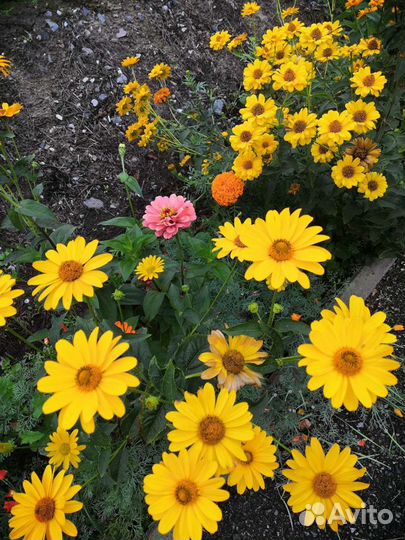 Ромашка жёлтая