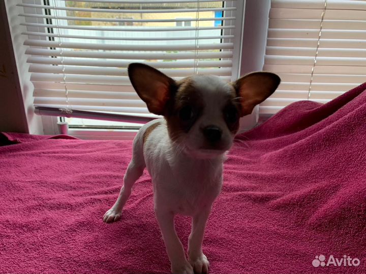 Щенки чихуахуа мини девочки