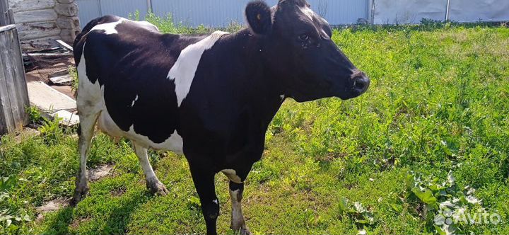 Корова дойная,первотелка