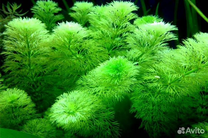 Прополка, аквариумные растения