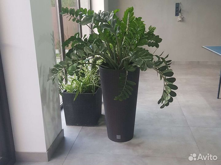 Замиокулькас в кашпо