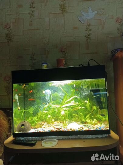 Готовый аквариум с тумбой