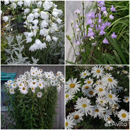 Многолетние цветы