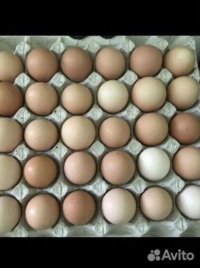 Домашние куриные яйца