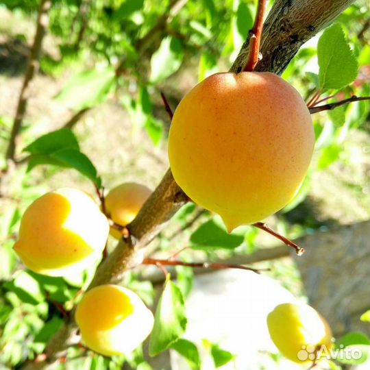 Абрикос, малина, гортензия, лаванда