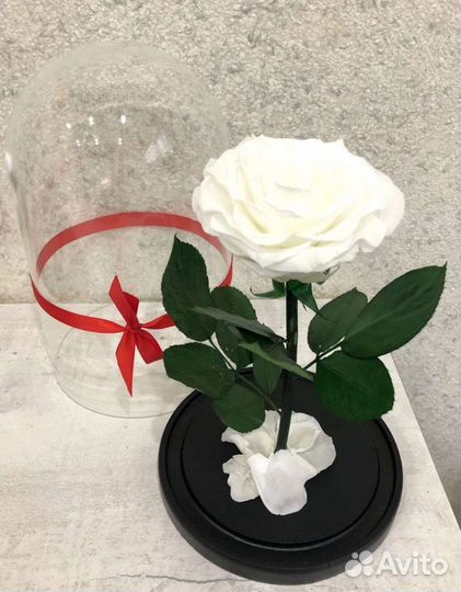 Роза в колбе Ульяновск