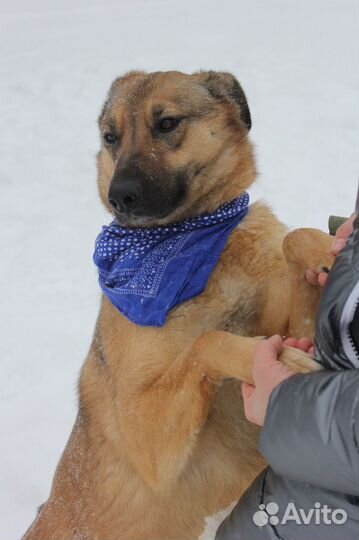 Удобная собака ищет пристанище