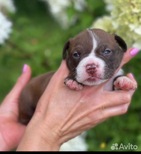 Американский булли покет