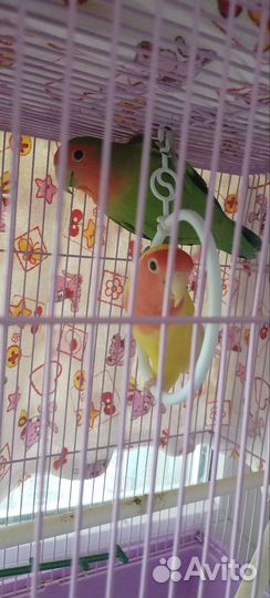 Попугай неразлучники с клеткой
