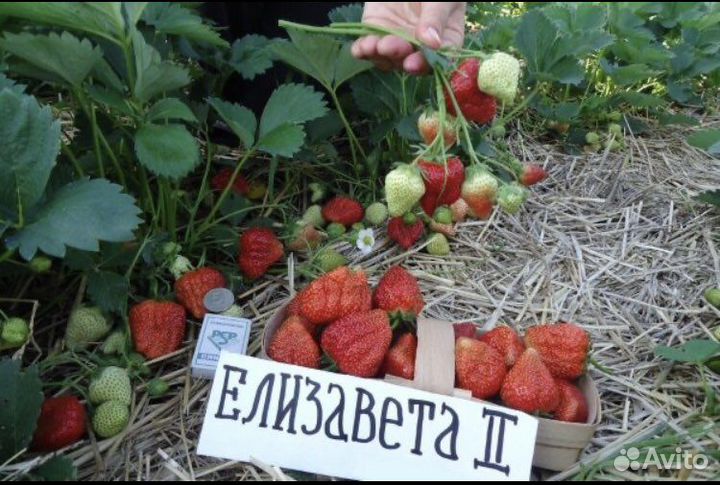 Рассада клубники Елизавета 2