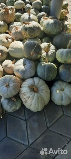 Продаётся тыква витаминная