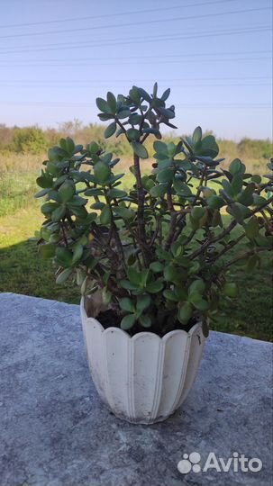 Толстянка (Денежное дерево)