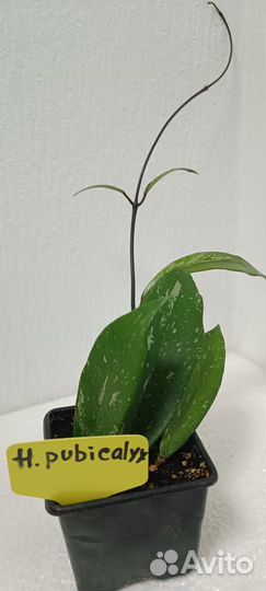 Продам цветы комнатные Хойя