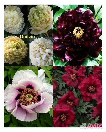 Пионы сортовые