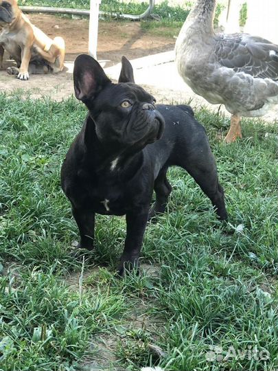 Французский бульдог