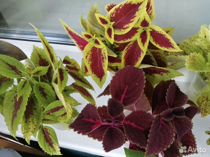 Колеусы, срез