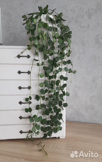 Хойя Куртиси Curtisii