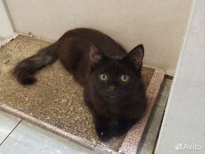 Котята 5 месяцев черные