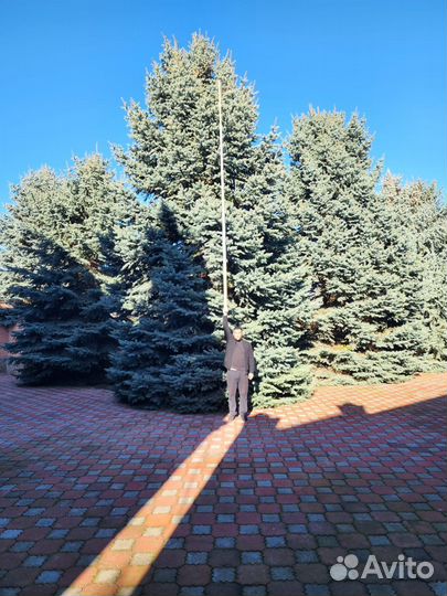 Ель голубая, туи