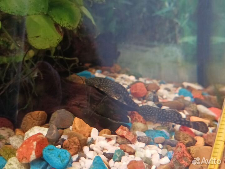 Сомики анциструсы