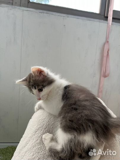 Отдам в добрые руки