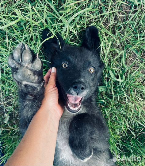 Щенок гигант