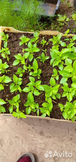 Рассада перца