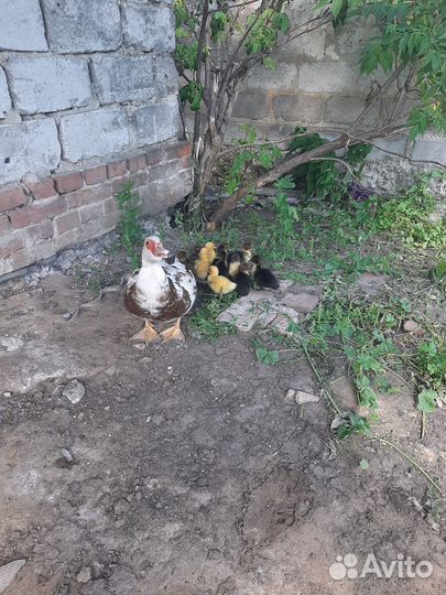 Продам индоутку с индоутятами