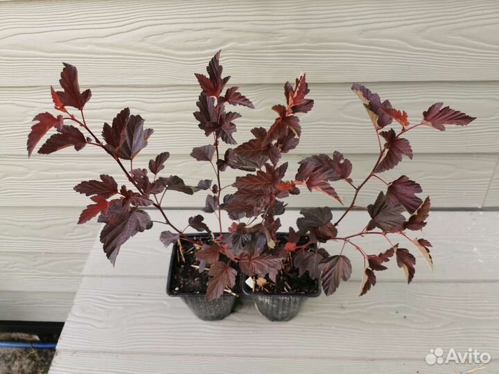 Пузыреплодник Дьяболо